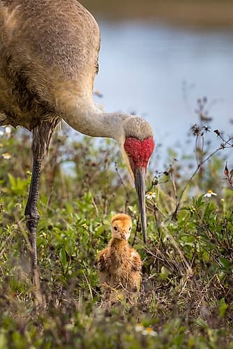 An adult sandhill crane with young colt look for bugs to eat. Art Print